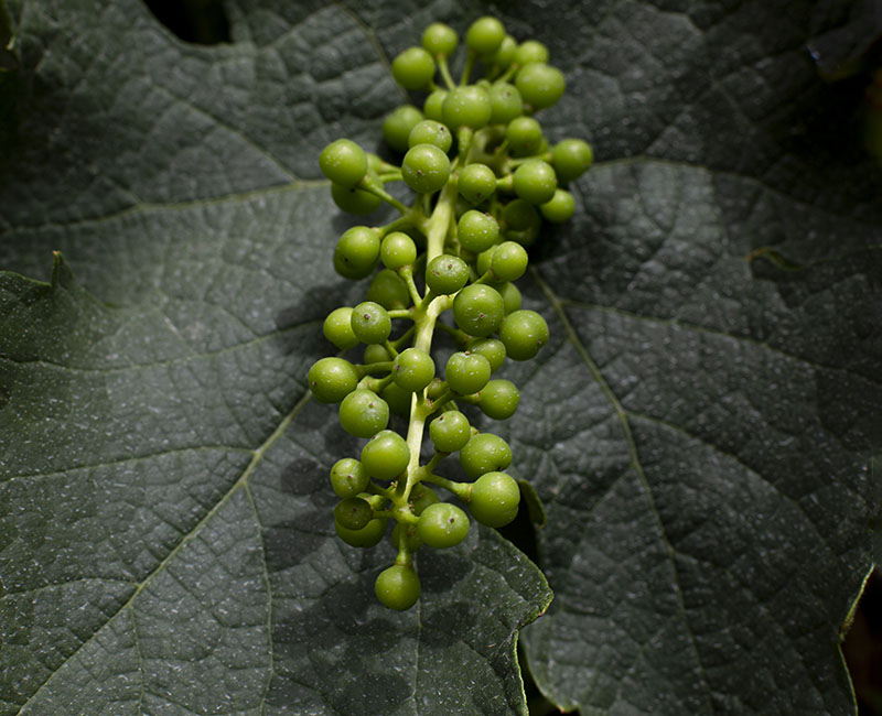 Fotografía de racimo de uvas creada por YRG Comunicación y Emociones